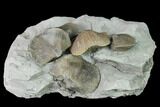 Multiple Fossil Brachiopod (Hebertella) Plate - Indiana #136506-2